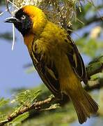 Lesser Masked Weaver