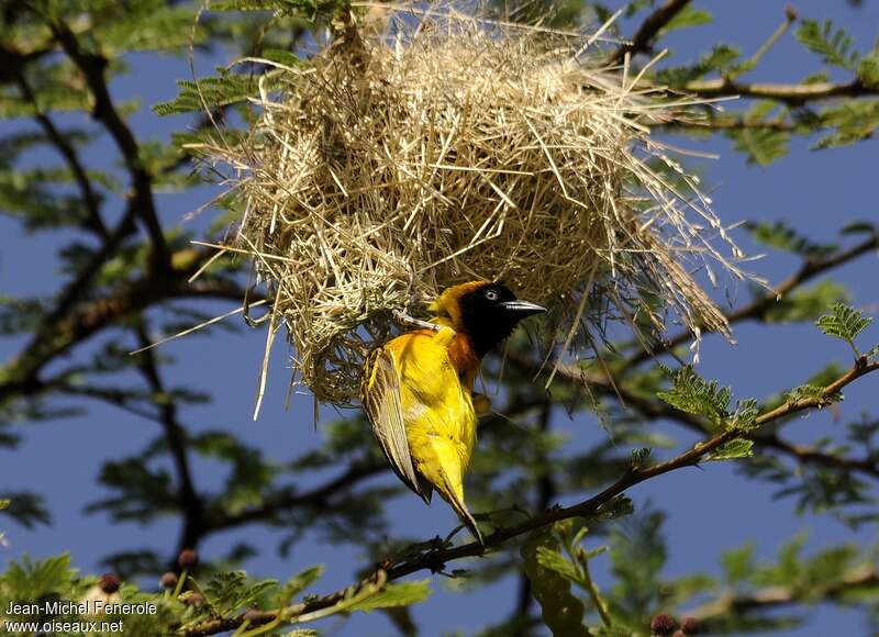 Lesser Masked Weaver male adult breeding, pigmentation, Reproduction-nesting, Behaviour