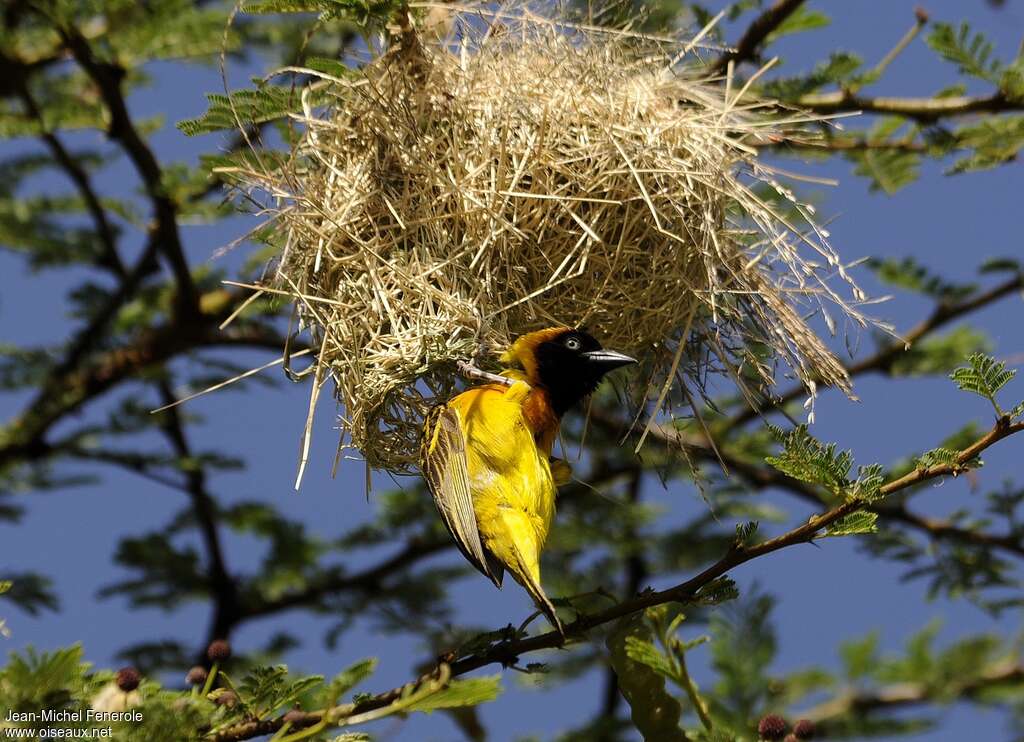 Lesser Masked Weaver male adult breeding, pigmentation, Reproduction-nesting, Behaviour