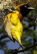 Lesser Masked Weaver