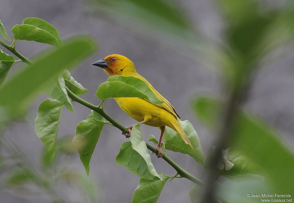 Tisserin jaune