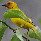 Tisserin jaune