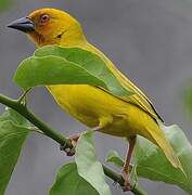 Eastern Golden Weaver