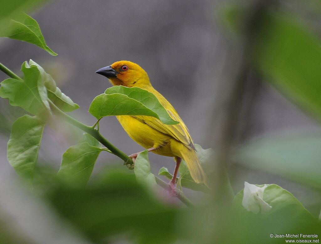 Tisserin jaune