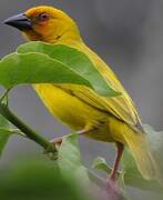 Eastern Golden Weaver