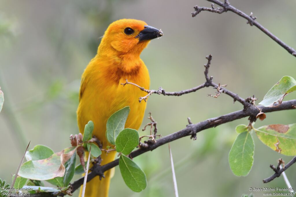 Golden Palm Weaver