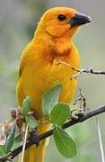 Golden Palm Weaver