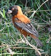 Chestnut Weaver