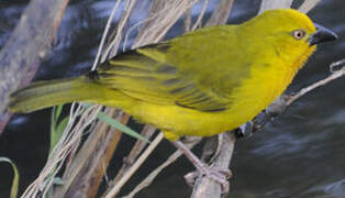 Holub's Golden Weaver