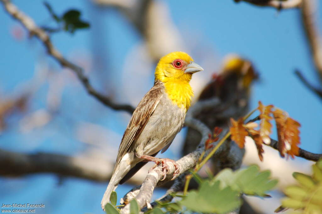 Sakalava Weaver male adult breeding, identification