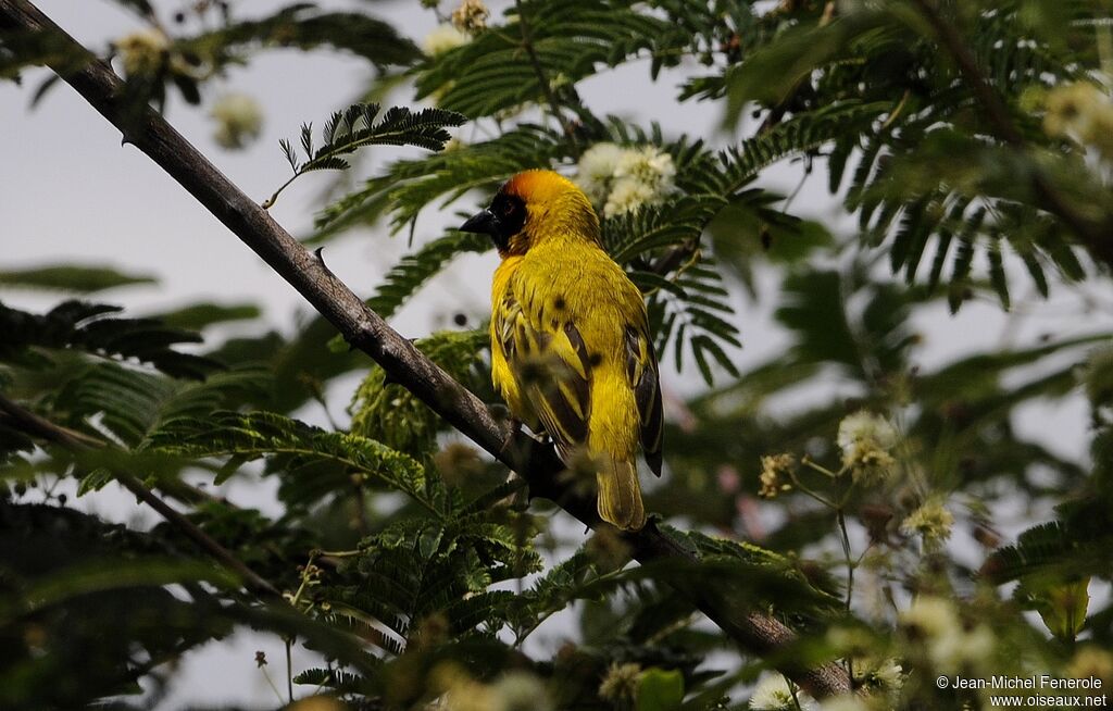 Vitelline Masked Weaver