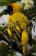 Vitelline Masked Weaver