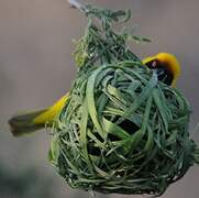 Vitelline Masked Weaver