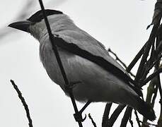 Black-crowned Tityra