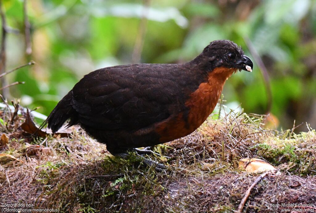 Dark-backed Wood Quail