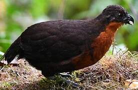 Dark-backed Wood Quail