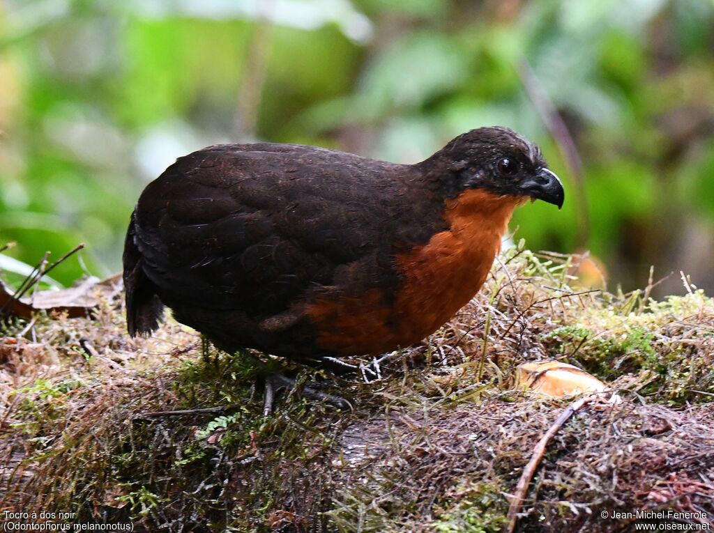 Dark-backed Wood Quail