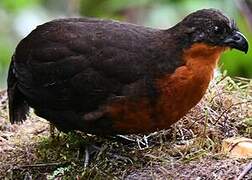 Dark-backed Wood Quail