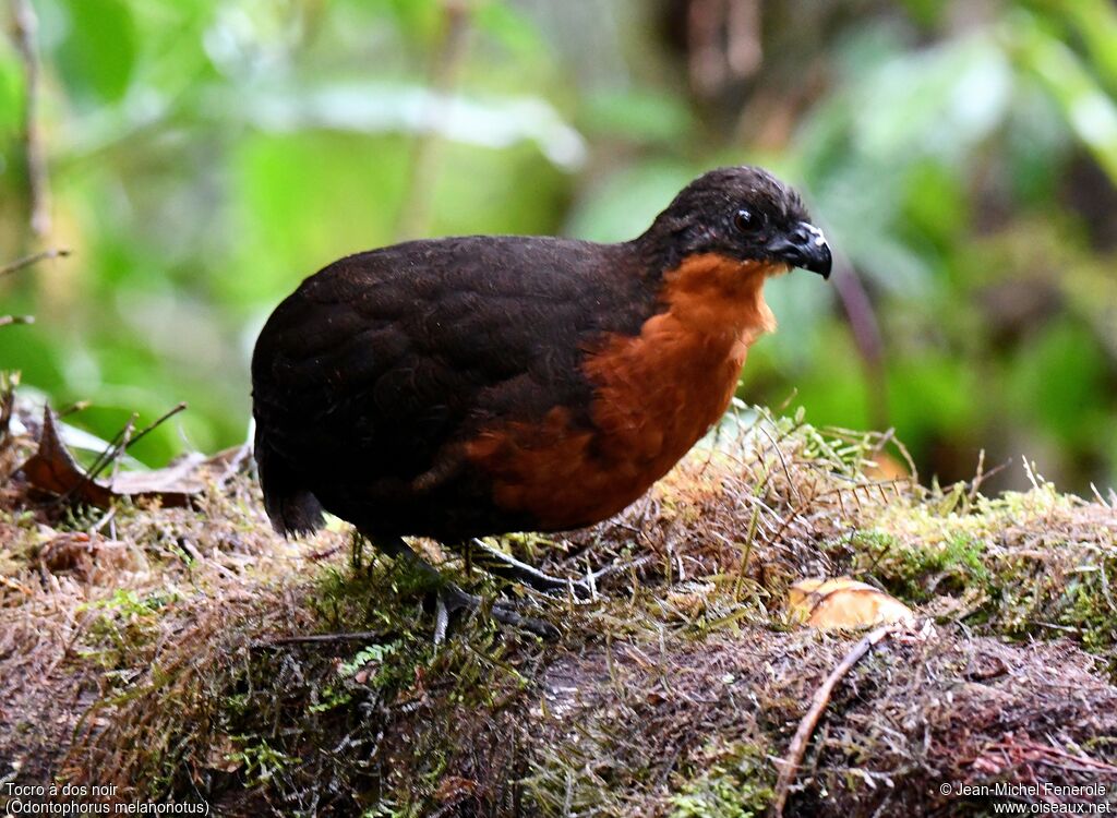 Dark-backed Wood Quail