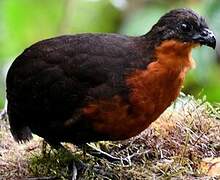 Dark-backed Wood Quail