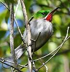 Todier à bec étroit