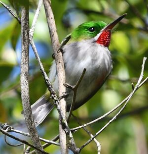 Todier à bec étroit