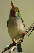 Cuban Tody