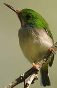 Cuban Tody