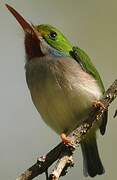 Cuban Tody