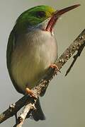 Cuban Tody