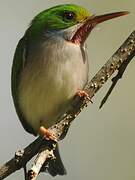 Cuban Tody