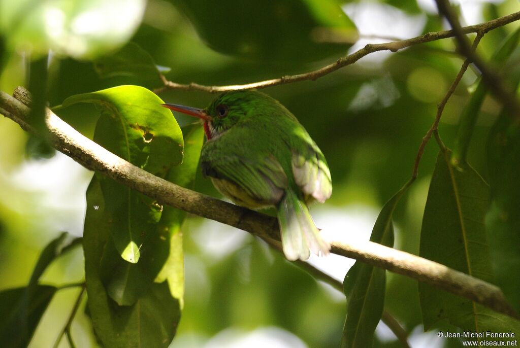 Todier de Jamaïque