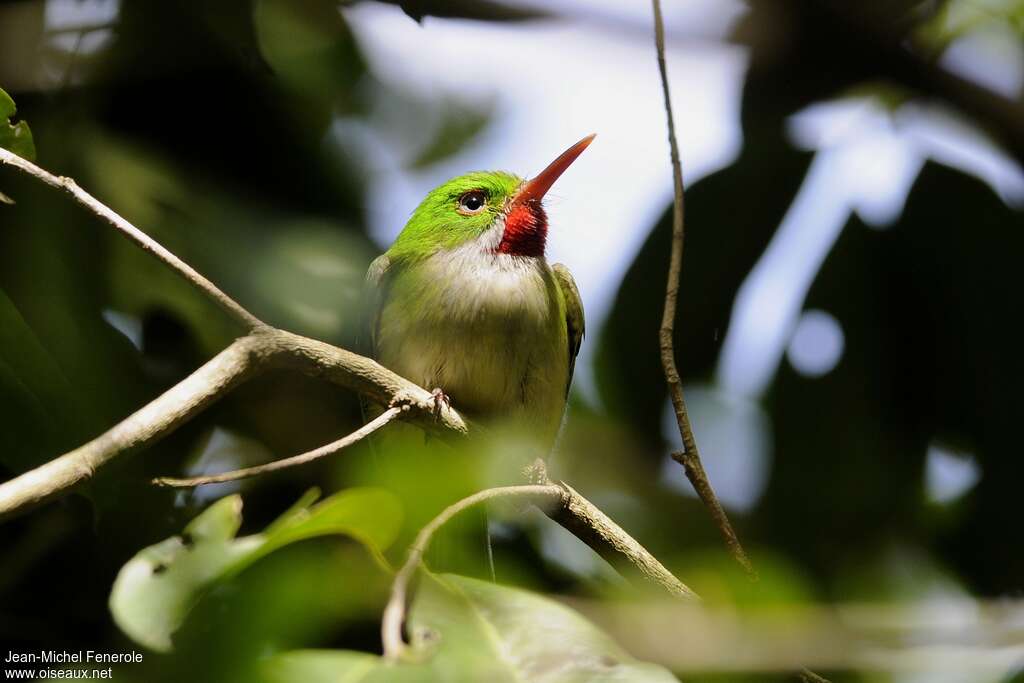 Jamaican Todyadult, close-up portrait