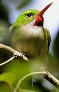 Jamaican Tody