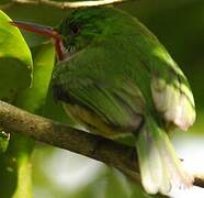 Jamaican Tody