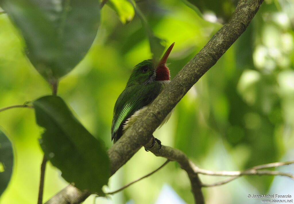 Jamaican Tody