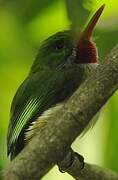 Jamaican Tody