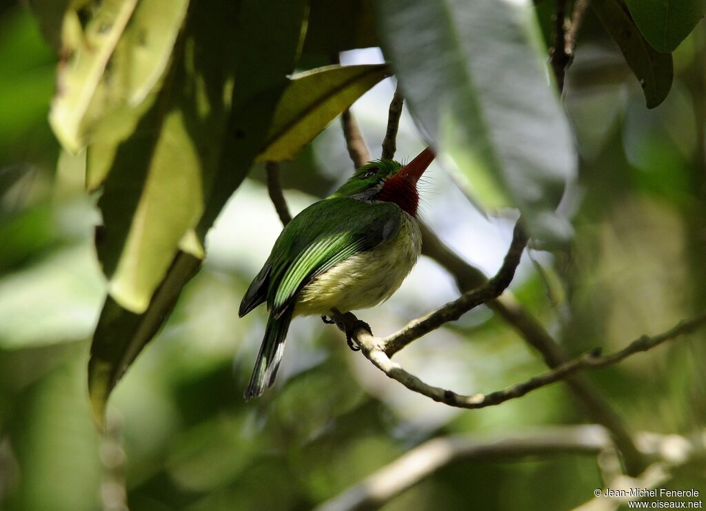 Todier de la Jamaïque