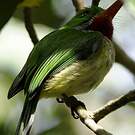 Todier de la Jamaïque