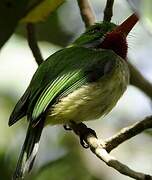 Jamaican Tody