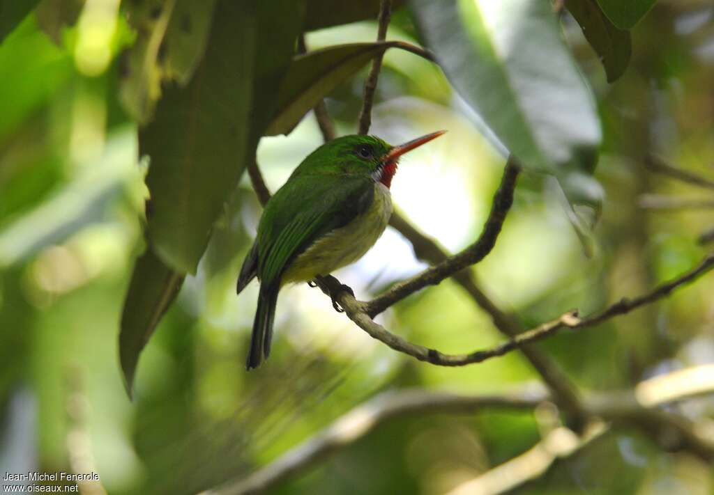 Todier de la Jamaïqueadulte, habitat