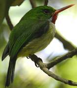 Jamaican Tody