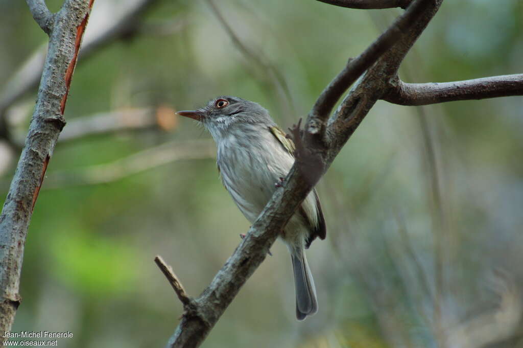 Pearly-vented Tody-Tyrantadult, pigmentation