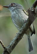 Pearly-vented Tody-Tyrant