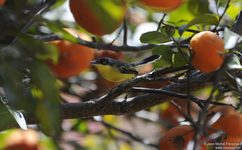 Common Tody-Flycatcher