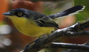 Common Tody-Flycatcher