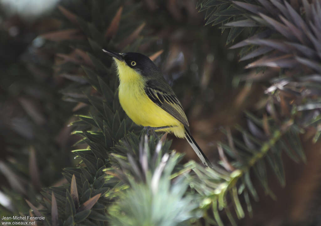 Common Tody-Flycatcher