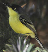 Common Tody-Flycatcher