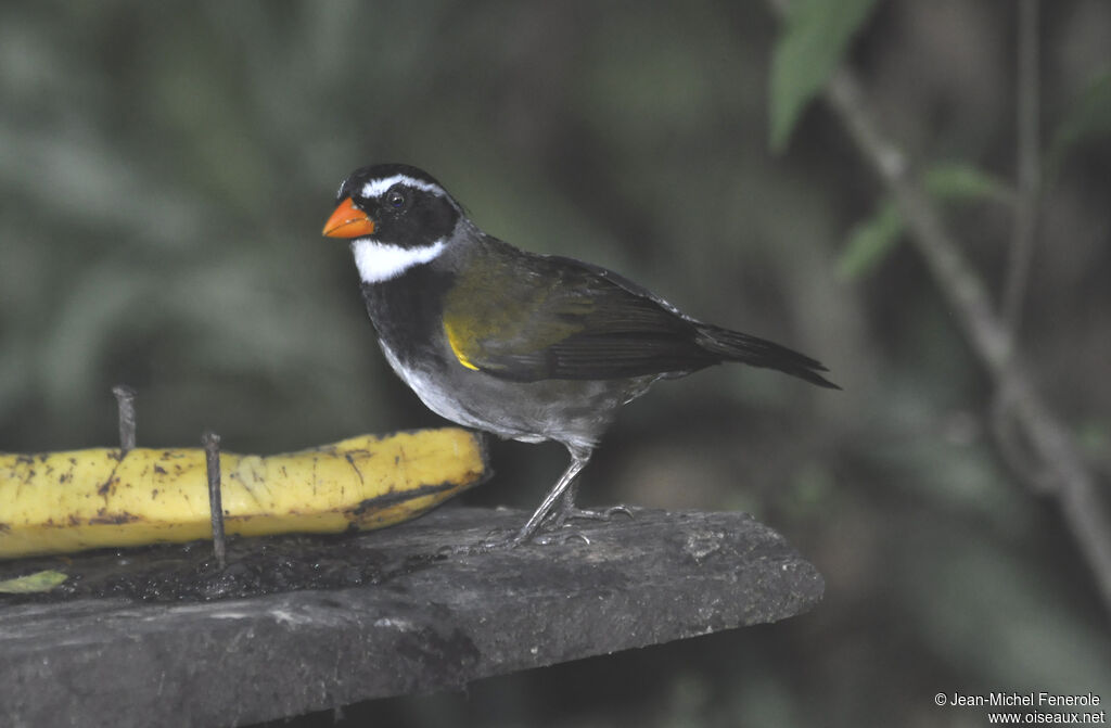 Orange-billed Sparrow