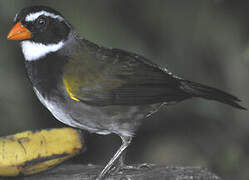 Orange-billed Sparrow